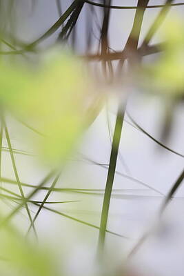 Reflection of grasses in the surface of a lake - available for licensing by Ulrich Kunst And Bettina Scheidulin Reflection of grasses in the surface of a lake - available for licensing by Ulrich Kunst And Bettina Scheidulin