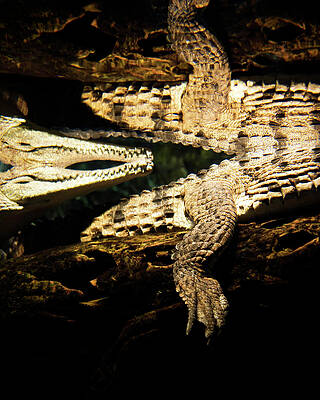 Wall Art - Photograph - Reflections Of Two, Partially Submerged by Ron Koeberer