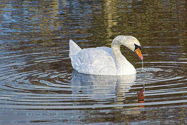  Photograph - Serene Beauty by Dave Byrne