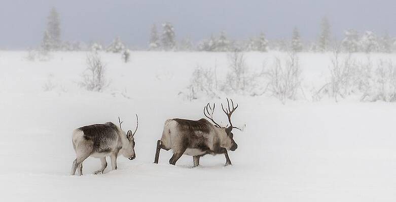 Reindeer And Calf Print by © Dag Aage Stenersen, Konsulent Stenersen