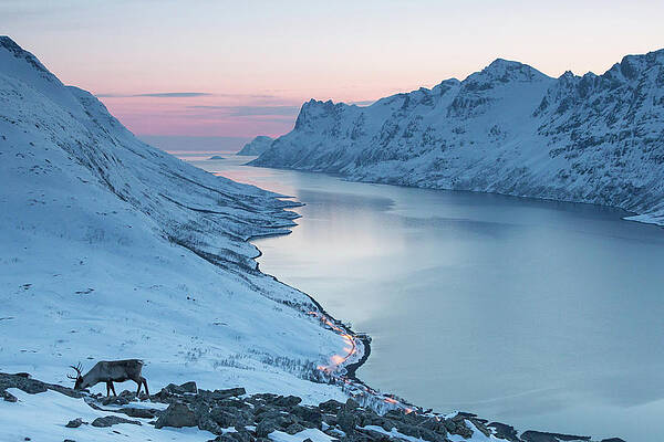 Reindeer At Dusk Print by Photo By Hanneke Luijting