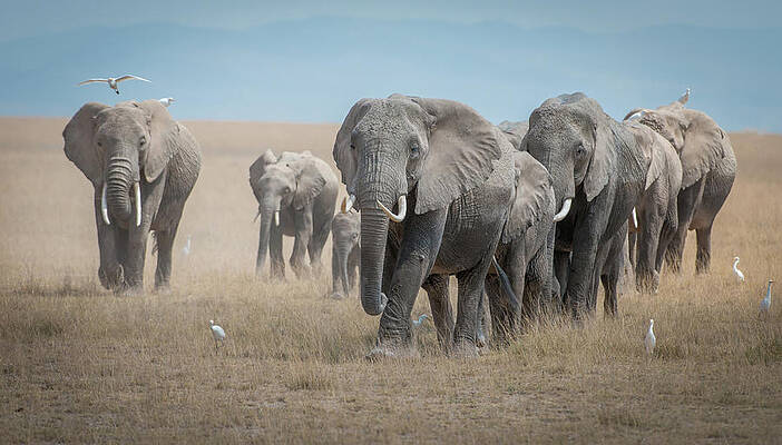 Elephants Marching Across the Plains Print