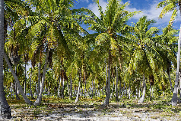 Wall Art - Photograph - Remote Island covered in Coconut Palms by M Swiet Productions