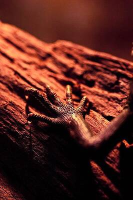 Reptile Colourful Hand  by Nigel Dimech