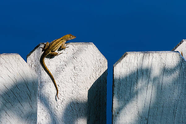 Wall Art - Photograph - Reptile on a Fence by Ed Gleichman