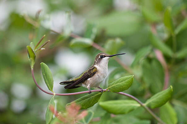 Wall Art - Photograph - Resting on the Honeysuckle by Kristin Hatt