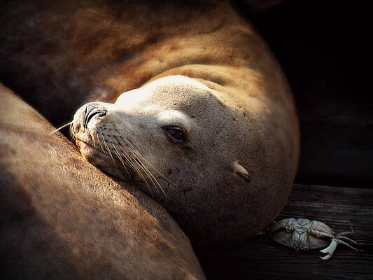 Wall Art - Photograph - Resting on the Pier by Micki Findlay