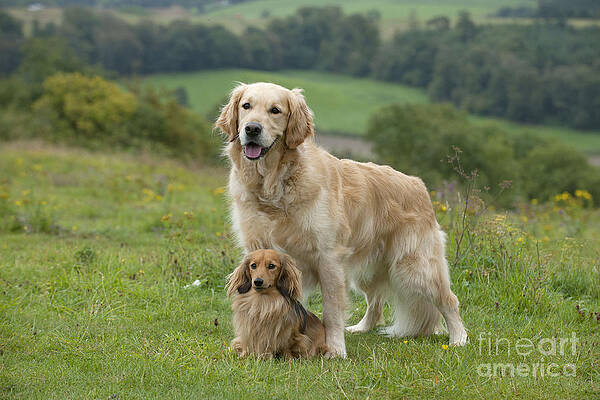 Wall Art - Photograph - Retriever And Dachshund by John Daniels
