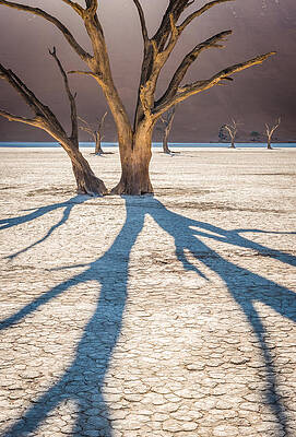 Wall Art - Photograph - Return of the Shadow of the Camel Thorn - Dead Vlei Photograph by Duane Miller