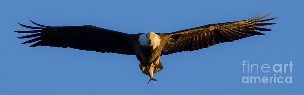 Wall Art - Photograph - Returning from the Kill Panoramic by Jeff at JSJ Photography