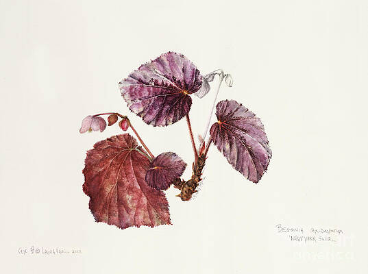rex B by Laura Hamill rex B by Laura Hamill