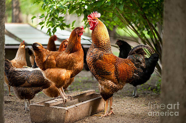 Rhode Island Red chickens and wooden feeder by Arletta Cwalina Rhode Island Red chickens and wooden feeder by Arletta Cwalina