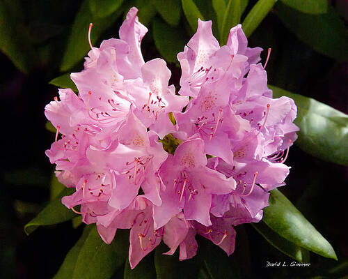Rhododendron In Pink by David Simmer Rhododendron In Pink by David Simmer