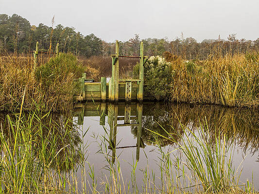 Rice Field Trunks in the Fall by Sandra Anderson Rice Field Trunks in the Fall by Sandra Anderson