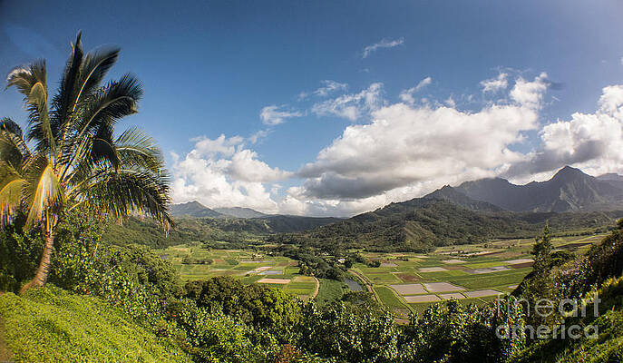 Rice Fields by Vivek Kumar