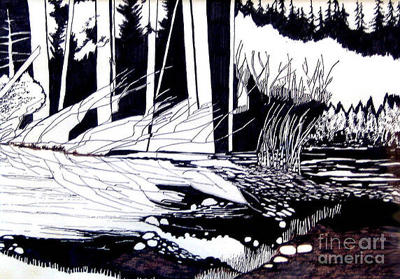 Wall Art - Drawing - Richardson Grove by Joy Calonico