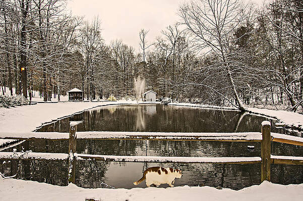 Riley Checking Out the Snow by Michael Whitaker Riley Checking Out the Snow by Michael Whitaker