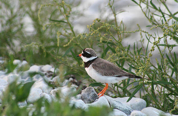 Ringed Plover on Rocky Shore by Dreamland Media Ringed Plover on Rocky Shore by Dreamland Media