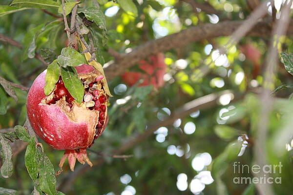Ripe Pomegranate by Julie Alison Ripe Pomegranate by Julie Alison