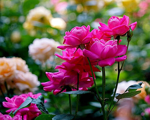 Wall Art - Photograph - Rittenhouse Square Roses by Rona Black