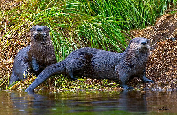 River Otters by David Salter River Otters by David Salter