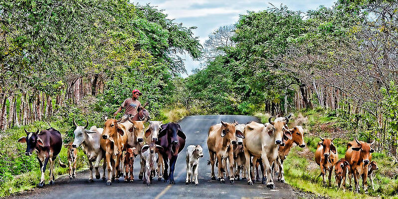 Wall Art - Photograph - Road Roundup by Britt Runyon