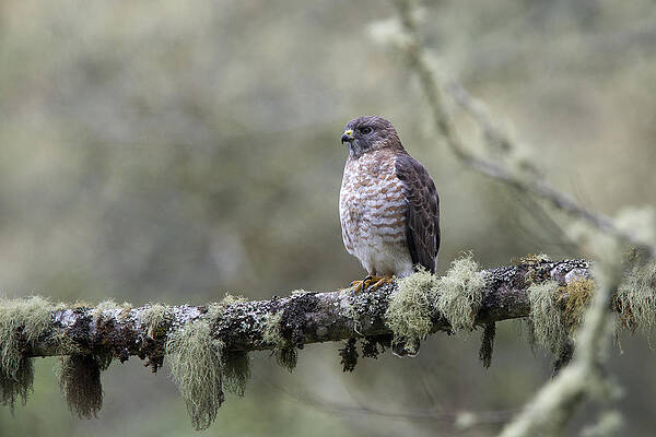 Wall Art - Photograph - Roadside Hawk Buteo magnirostris perched on a lichen-covered branch 2 by Tony Mills