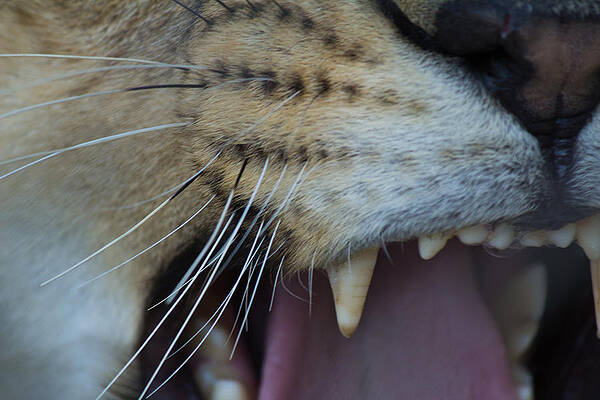 Wall Art - Photograph - Roarr by SAURAVphoto Online Store