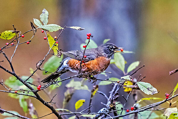 Wall Art - Photograph - Robin and Berries by Paul Freidlund