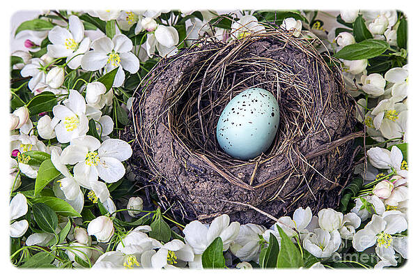 Wall Art - Photograph - Robin's Nest by Edward Fielding