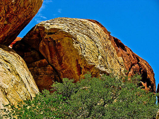 Rock and Tree by Steve Purifoy