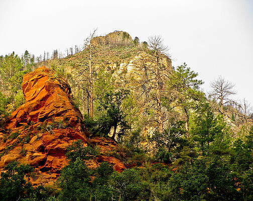 Red Rock at Mt. Charleston by Steve Purifoy