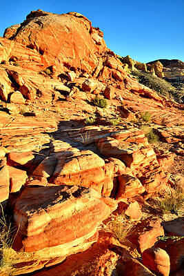 Wall Art - Photograph - Rock Garden - Valley of Fire by Ray Mathis