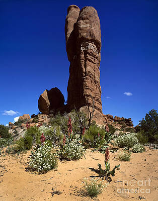 Wall Art - Photograph - Rock Pinnacles, Arches National Park by Rafael Macia