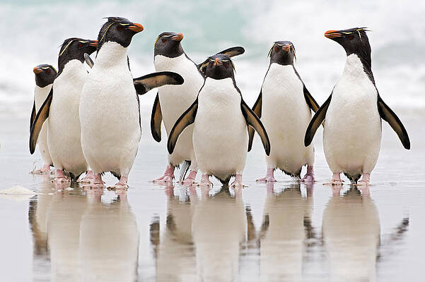 Wall Art - Photograph - Rockhopper Penguin Emerging  by Heike Odermatt