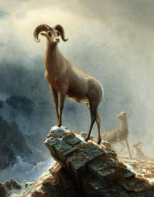 Rocky Mountain. Big Horn Sheep Print by Albert Bierstadt