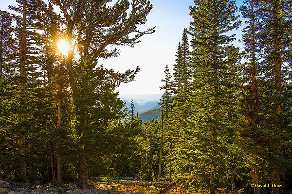 Rocky Mountain Morning by David Drew Rocky Mountain Morning by David Drew