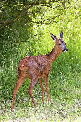 Wall Art - Photograph - Roe Deer by Science Photo Library