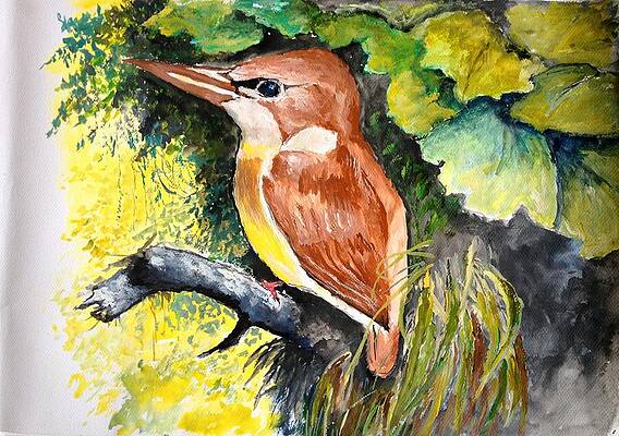 Rofous - backed Kingfisher by JASON SENTUF Rofous - backed Kingfisher by JASON SENTUF