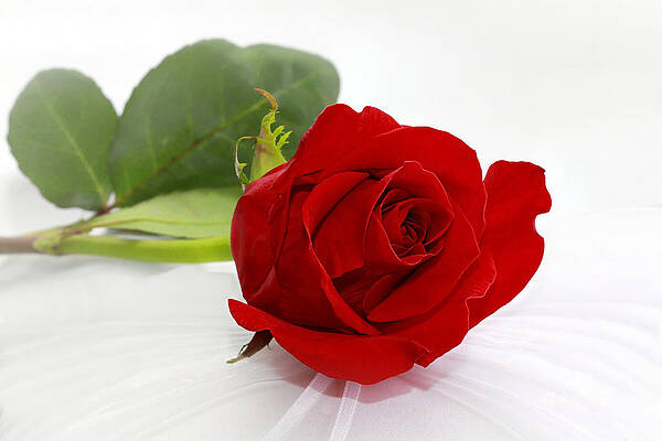 Romantic I Love You Red Rose by Tracie Kaska Romantic I Love You Red Rose by Tracie Kaska