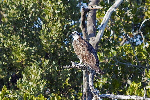 Wall Art - Photograph - Rookery Bay - Osprey Overlooking its Domain by Ronald Reid