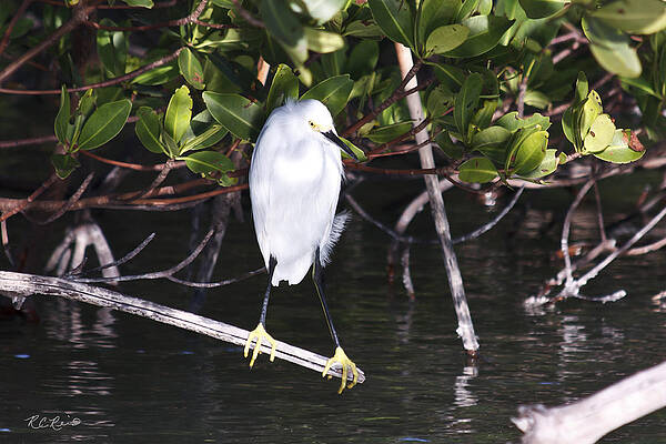 Wall Art - Photograph - Rookery Bay - Snowy Egret Getting Comfortable for the Evening by Ronald Reid