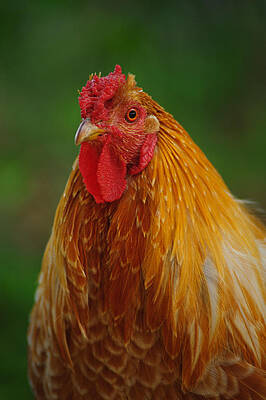 Rooster by Jessica Graham