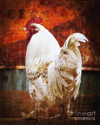 Rooster with an Attitude by Lee Craig Rooster with an Attitude by Lee Craig