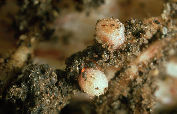 Wall Art - Photograph - Root Nodules Of Broad Bean by Science Photo Library