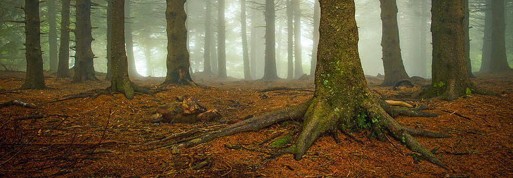 Wall Art - Photograph - Rooted-Pano by Joye Ardyn Durham