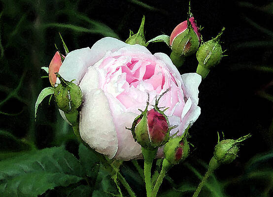 Rose 1 by Helene U Taylor Rose 1 by Helene U Taylor