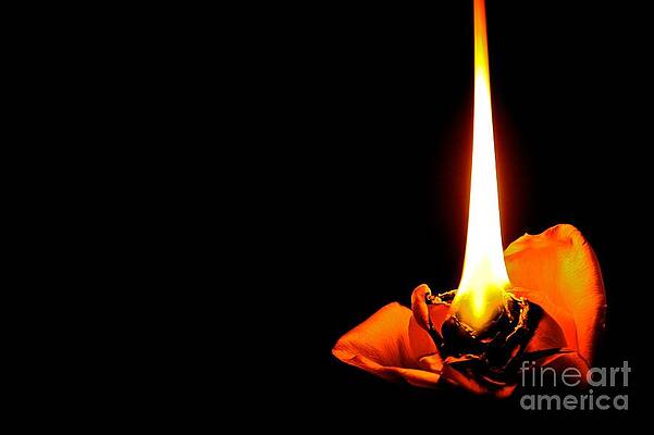 Rose A Fire by David Hubbs Rose A Fire by David Hubbs