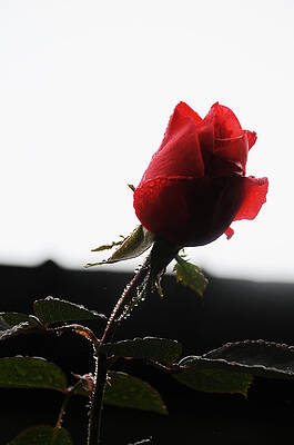 Rose Bud 2011 by Leon Hollins III Rose Bud 2011 by Leon Hollins III