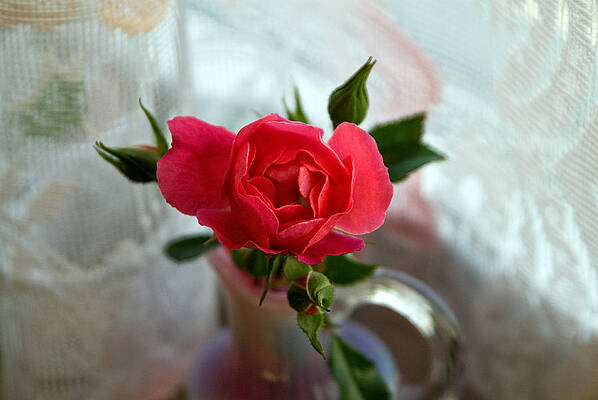 Rose by the Window # 2 by Thomas Firak Rose by the Window # 2 by Thomas Firak